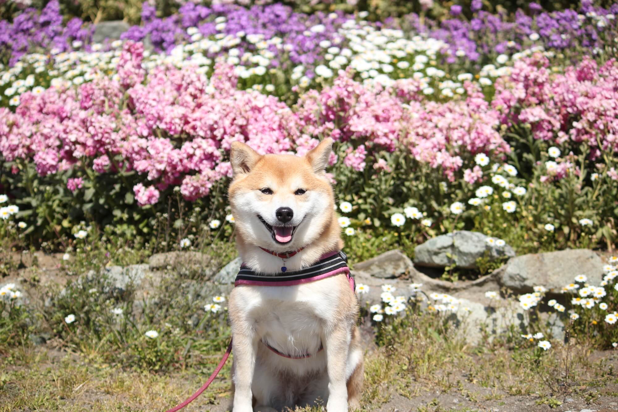 スターチスと犬