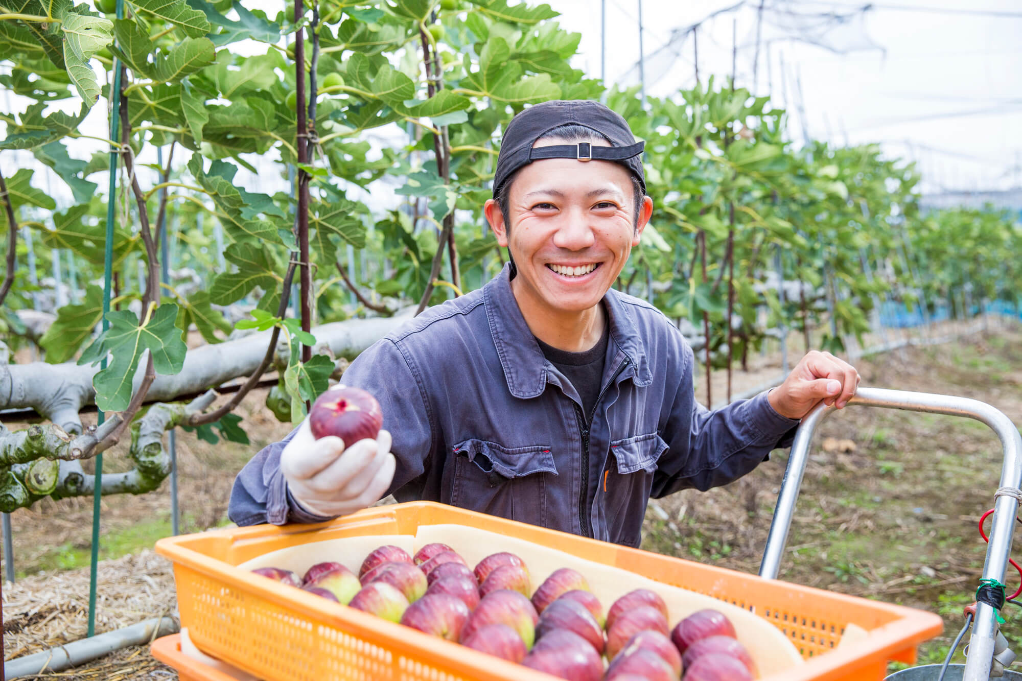 和歌山のいちじく農家