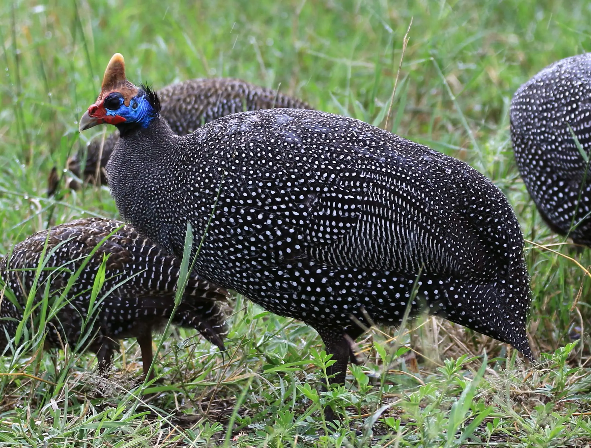 ほろほろ鳥が和歌山にいるのはなぜ？「ホロホロ鳥」焼き鳥世界一の理由に迫る