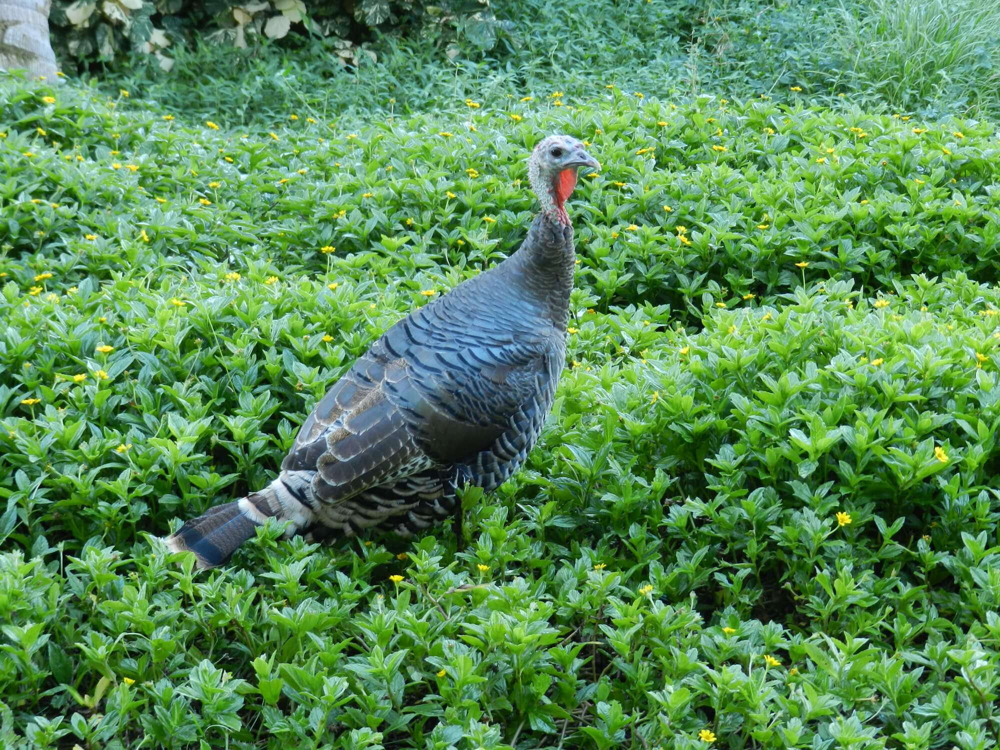 ほろほろ鳥とは