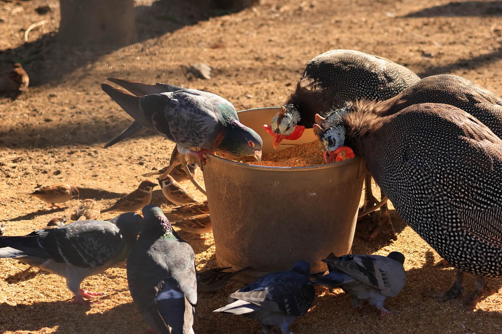 ほろほろ鳥は日高川町の希少な人気食材！ぜひお取り寄せして食べてみて